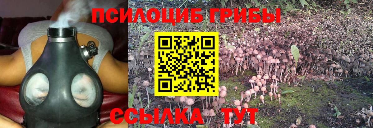 Галлюциногенные грибы Psilocybe Оренбург